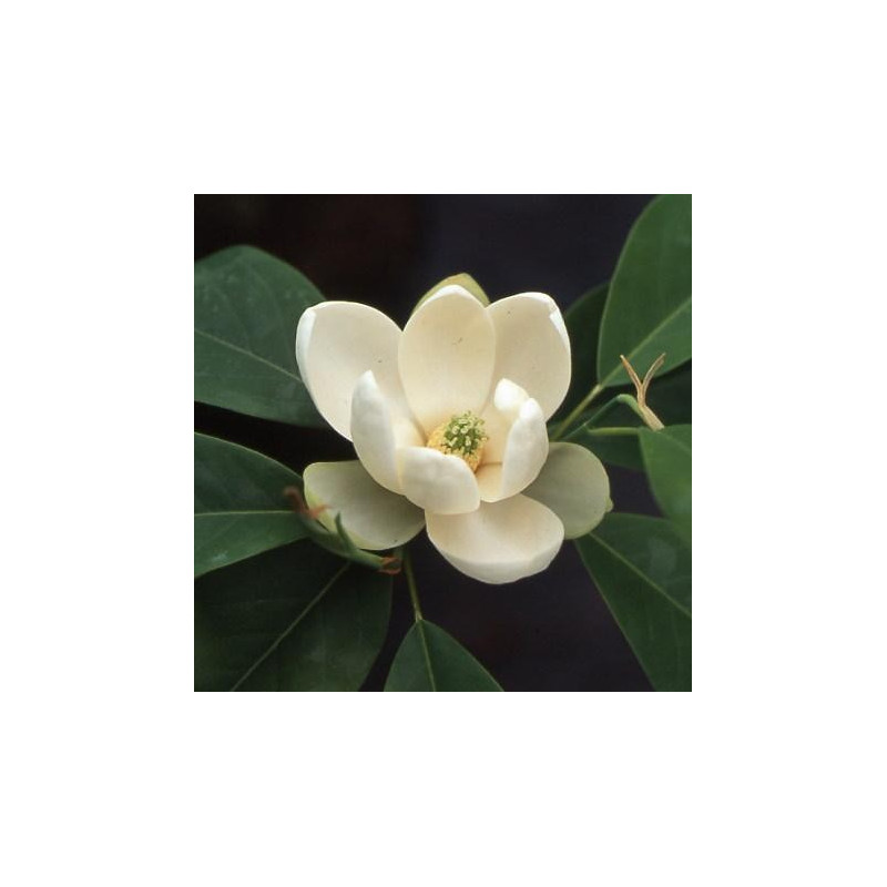 Magnolia virginiana Henry Bricks