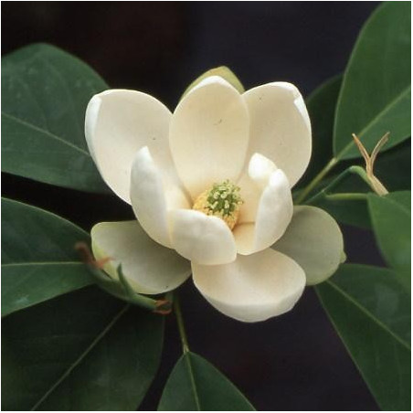 Magnolia virginiana Henry Bricks