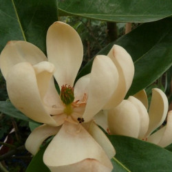 Magnolia virginiana moonglow