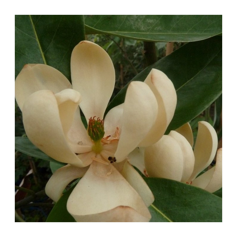 Magnolia virginiana moonglow