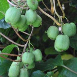 Actinidia arguta ananasnaya