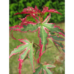 Acer palmatum 'Taylor'