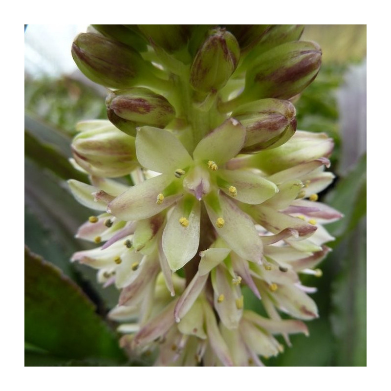 Eucomis mini tuft buff