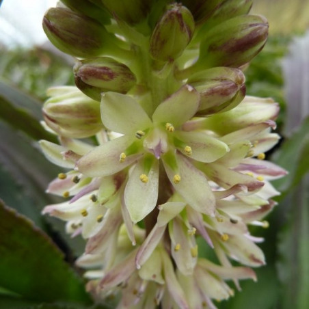 Eucomis mini tuft buff