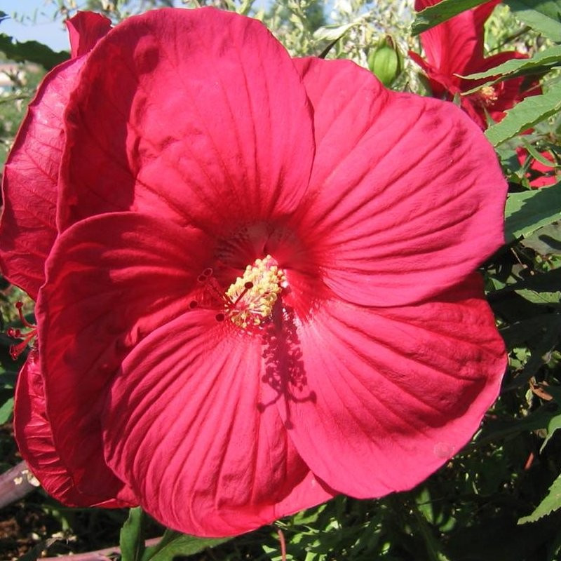 Hibiscus moscheutos fire ball