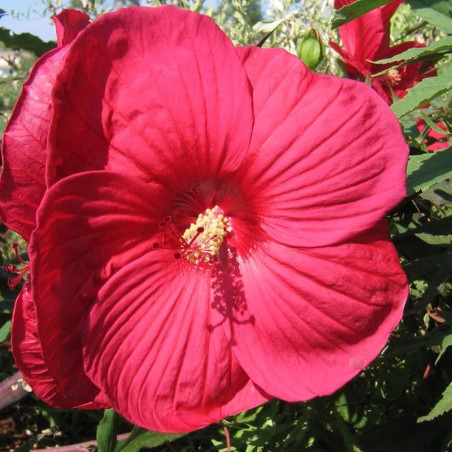 Hibiscus moscheutos fireball