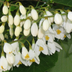 Styrax obassia