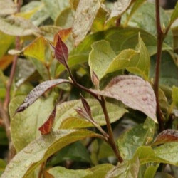 Styrax japonica choco