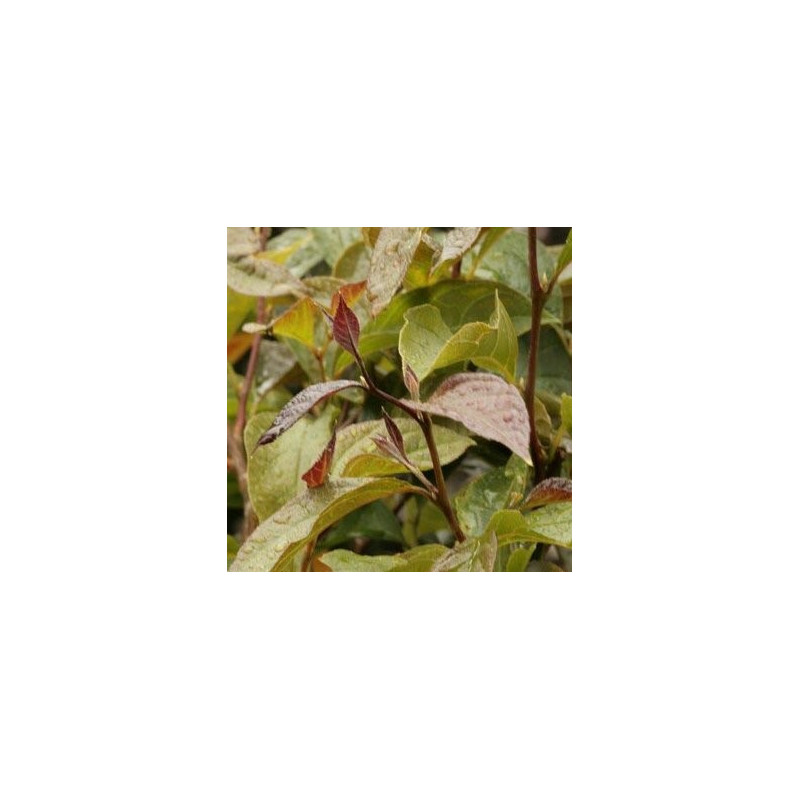 Styrax japonica choco