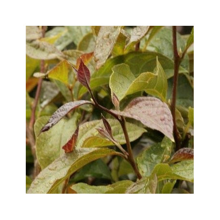 Styrax japonica choco