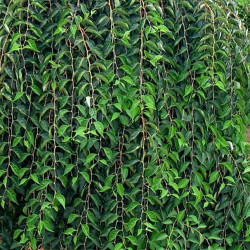 Styrax fragrant fountain