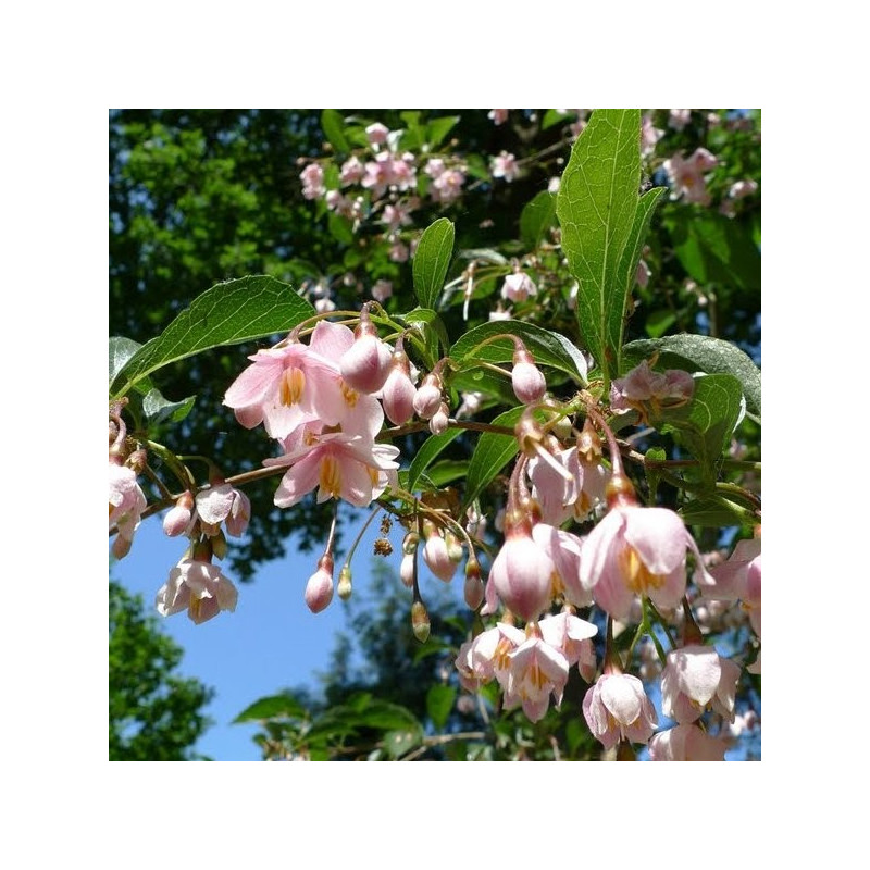 Styrax pink chimes