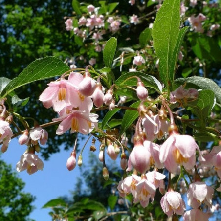 Styrax pink chimes