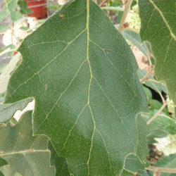 Quercus x hispanica fulhamensis