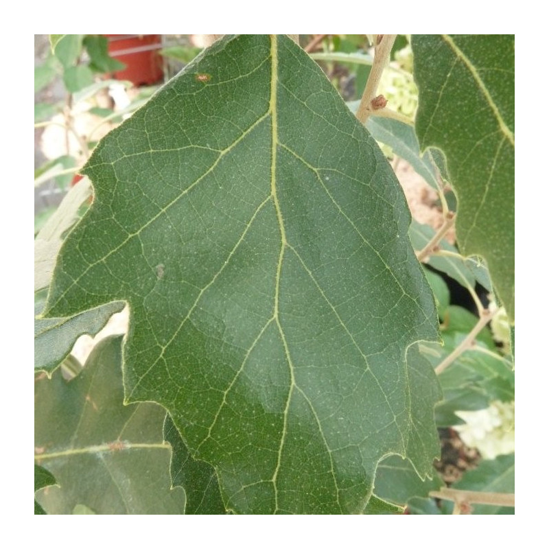 Quercus x hispanica fulhamensis