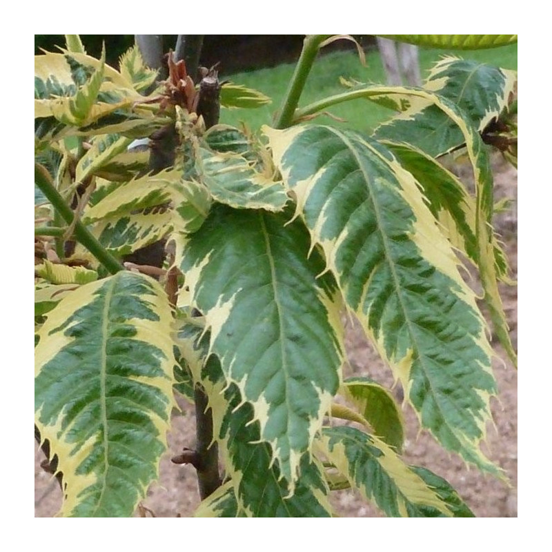 Castanea sativa variegata