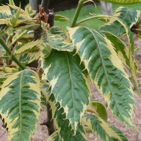 Castanea sativa variegata