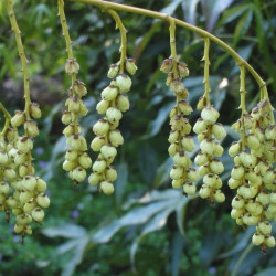 Stachyurus salicifolius