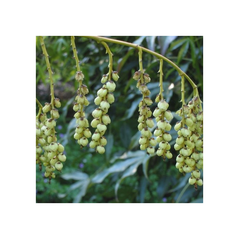 Stachyurus salicifolius