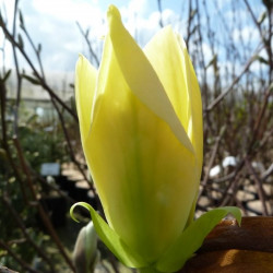 Magnolia golden gift