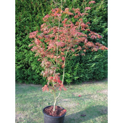 Acer palmatum 'Trompenburg'