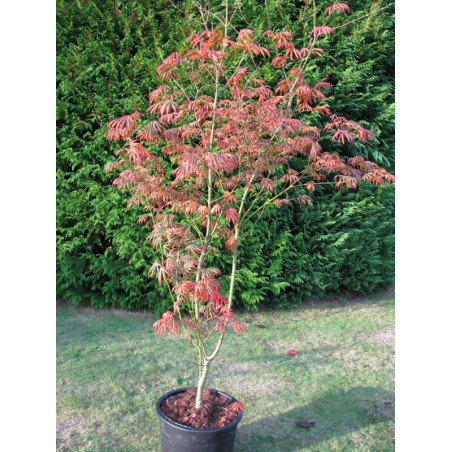 Acer palmatum 'Trompenburg'