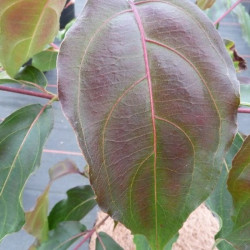 Cornus kousa cappucino