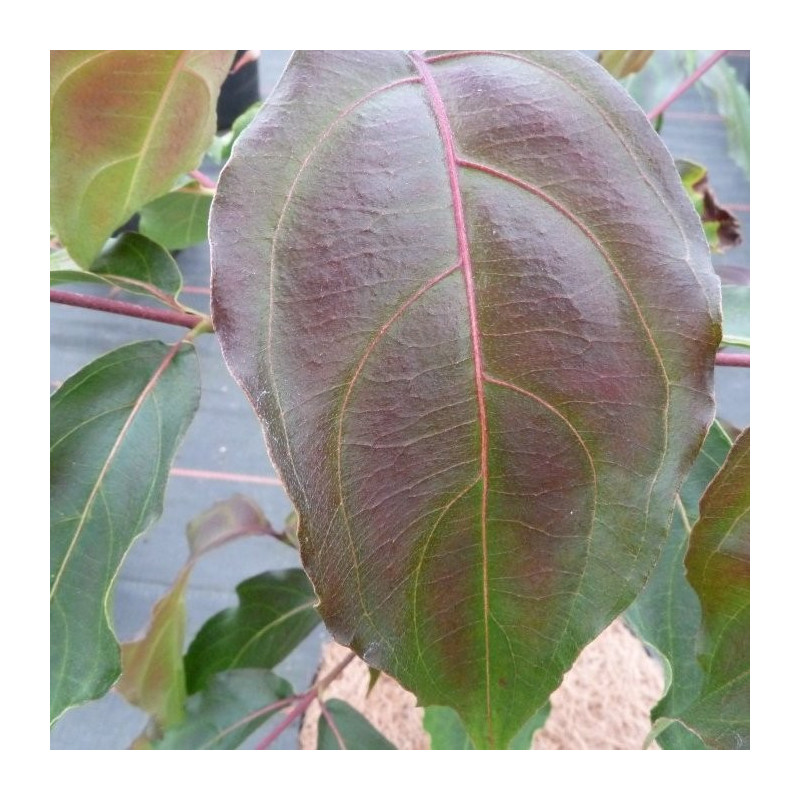 Cornus kousa cappucino