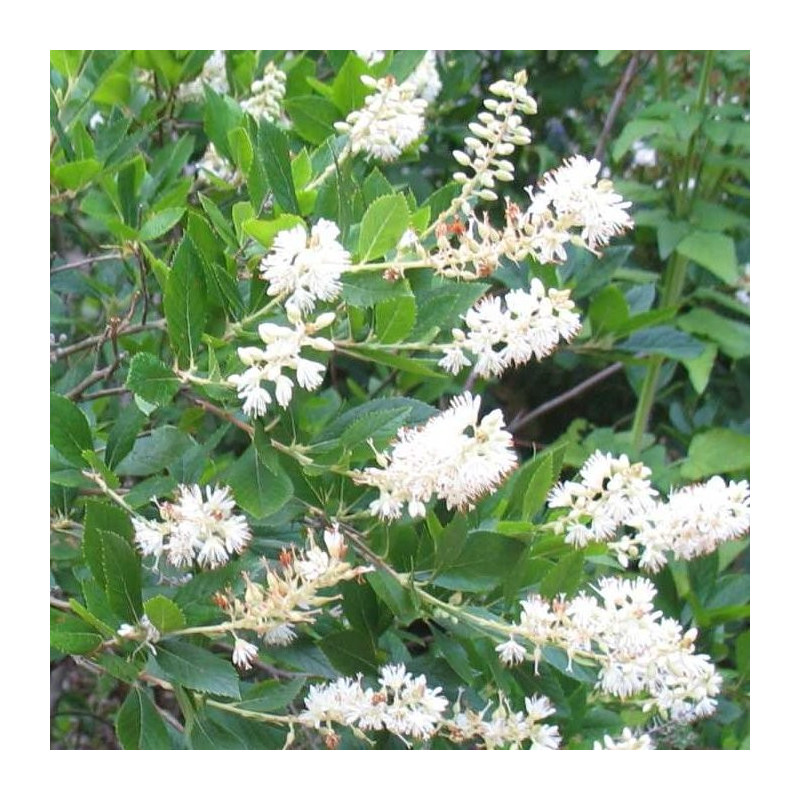 Clethra alnifolia hummingbird