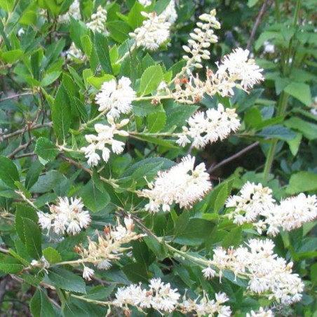 Clethra alnifolia hummingbird