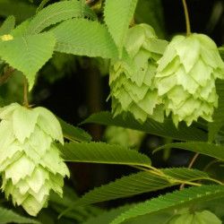 Carpinus Chinese lantern