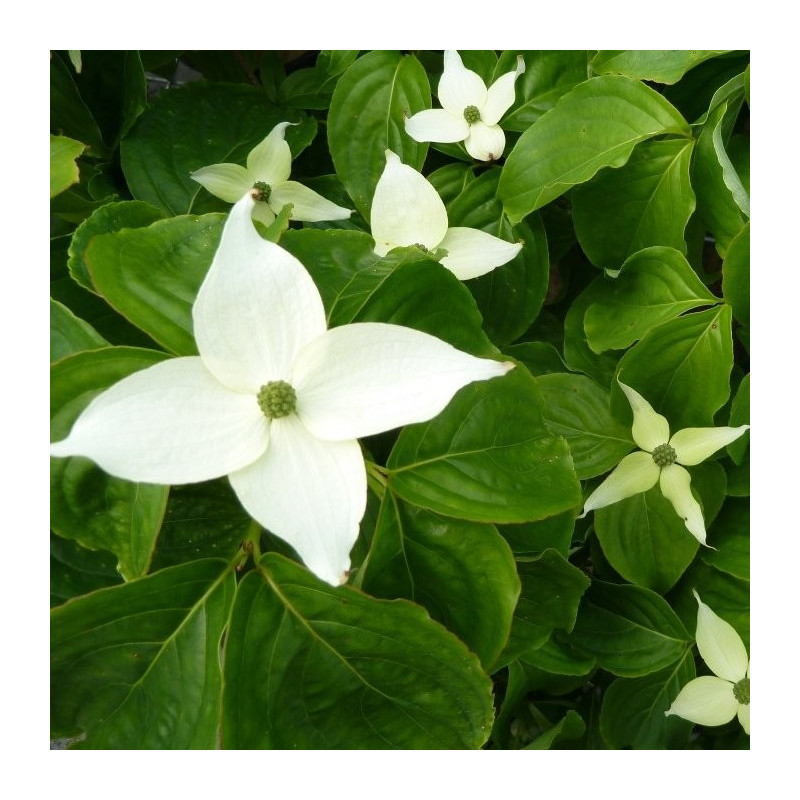 Cornus kousa Girard's dwarf