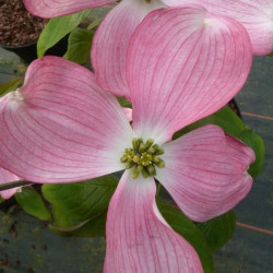 Cornus florida sweetwater