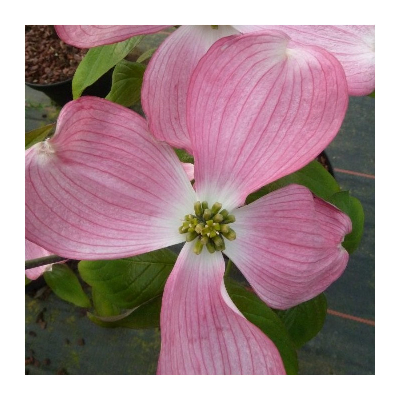 Cornus florida sweetwater