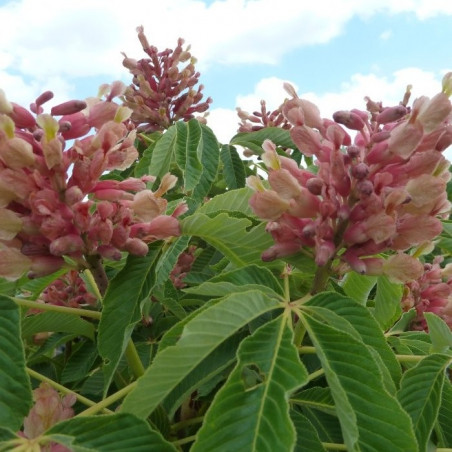 Aesculus pavia koehnei