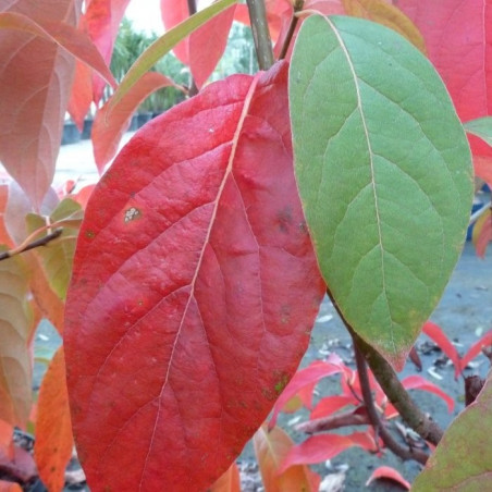 Nyssa sylvatica wildfire