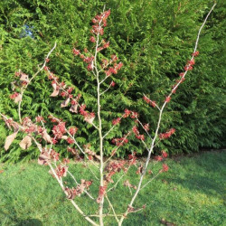 Hamamelis Diane