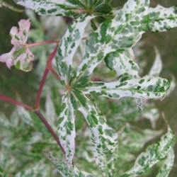 Acer palmatum 'ukigumo' feuillage