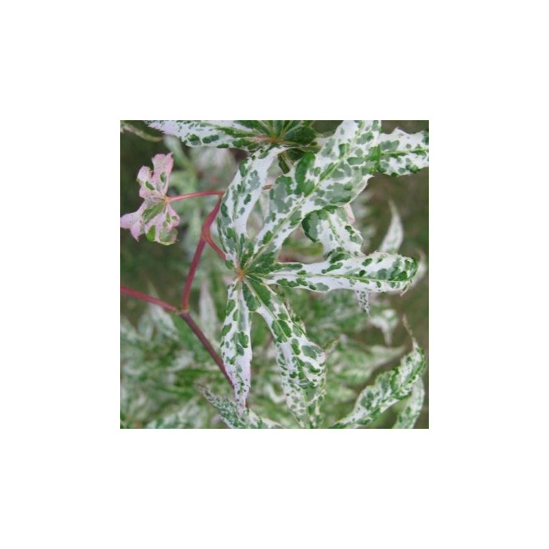 Acer palmatum 'ukigumo'