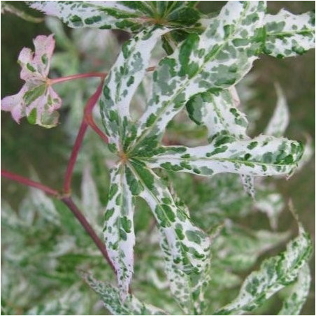 Acer palmatum 'ukigumo' feuillage