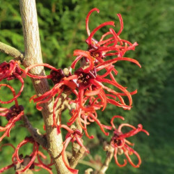 Hamamelis Diane