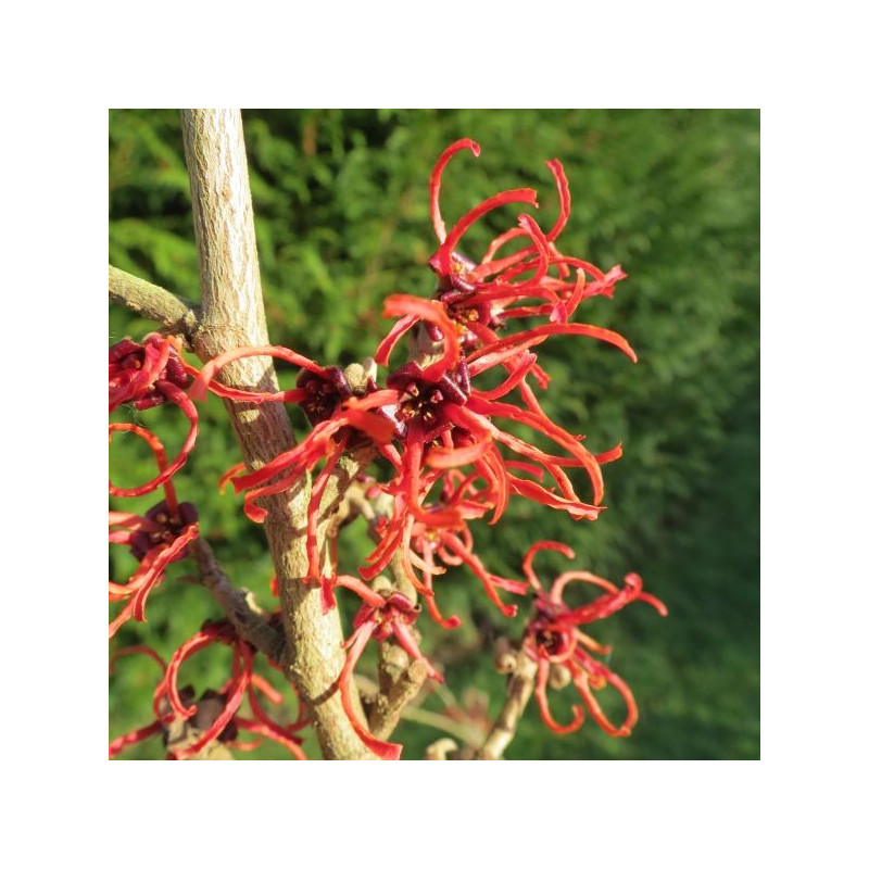 Hamamelis Diane