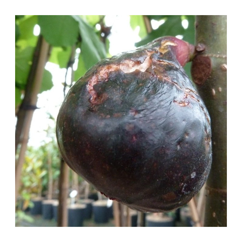 Ficus carica noire de Bellone