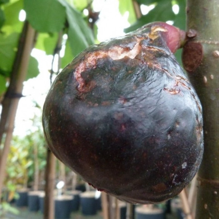 Ficus carica noire de Bellone