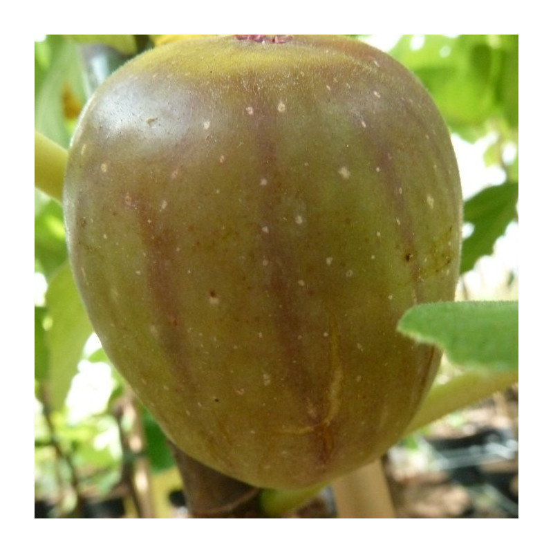 Ficus carica col de dame blanc