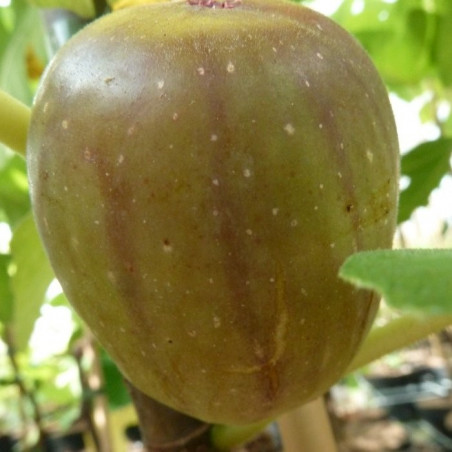 Ficus carica col de dame blanc