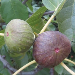 Ficus Osborn prolific