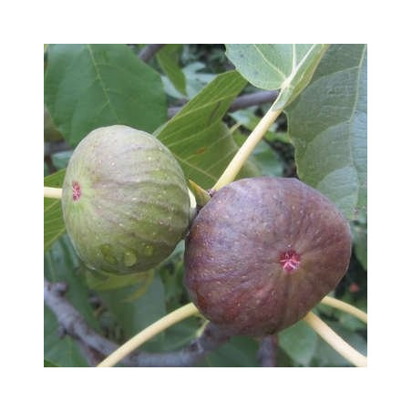 Ficus Osborn prolific