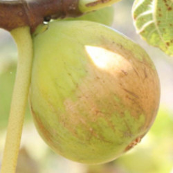 Ficus gentil bianco