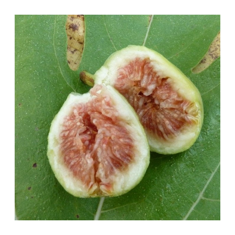 Ficus précoce de Dalmatie